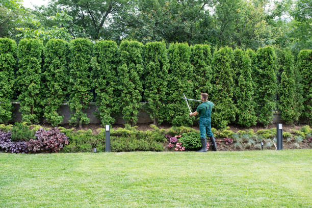 Professional Tree Removal and Landscaping Services in Pine Island, MN